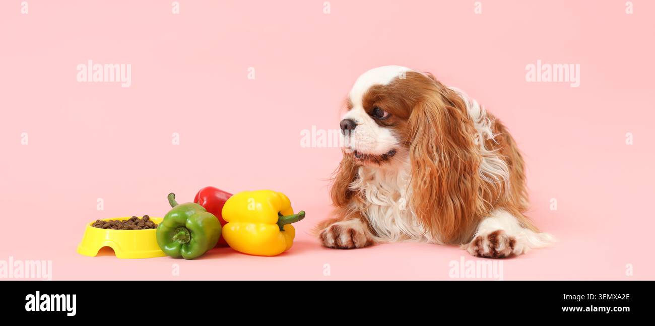Cane spaniel Cavalier re charles con ciotola di cibo secco e peperoni freschi su sfondo rosa, nutrizione degli animali domestici e abitudini alimentari sane per cani Foto Stock