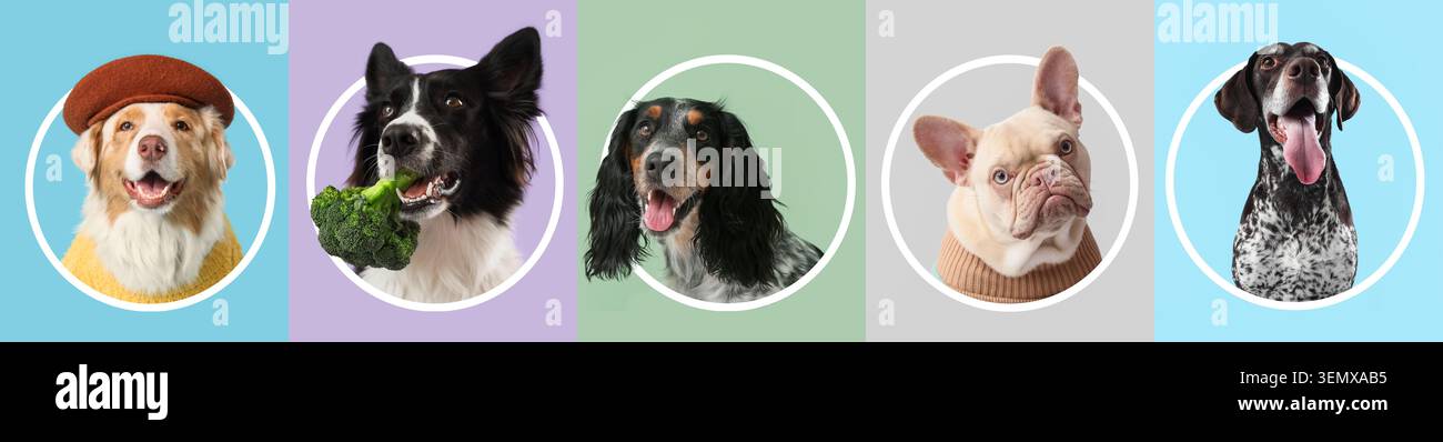 Diverse razze di cani collage con espressioni felici e sfondi colorati, cura degli animali e compagnia di animali Foto Stock