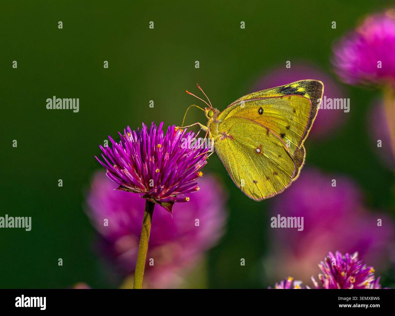 Primo piano di una farfalla di zolfo nel giardino che impollina un colorato fiore di Gomphrena globosa comunemente chiamato Globe Amaranth. Foto Stock