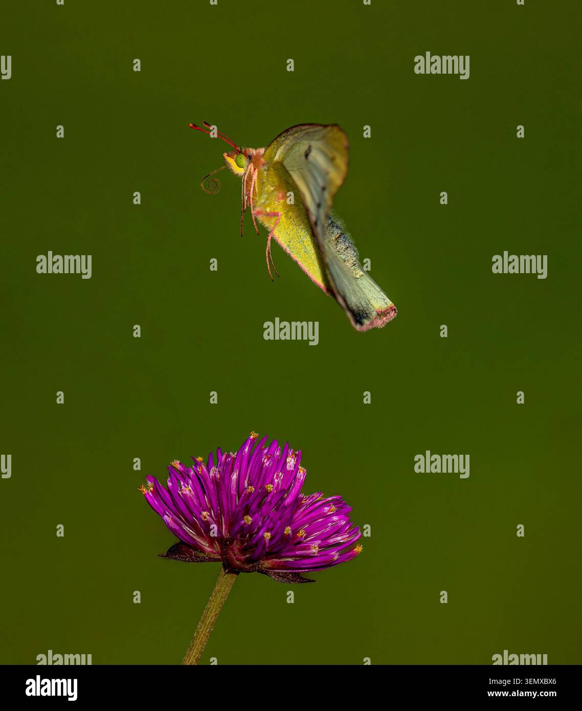 Una farfalla di zolfo che prende il volo da un fiore di Globe Amaranth in una posizione sollevata con i suoi arti anteriori ben nascosti. Foto Stock