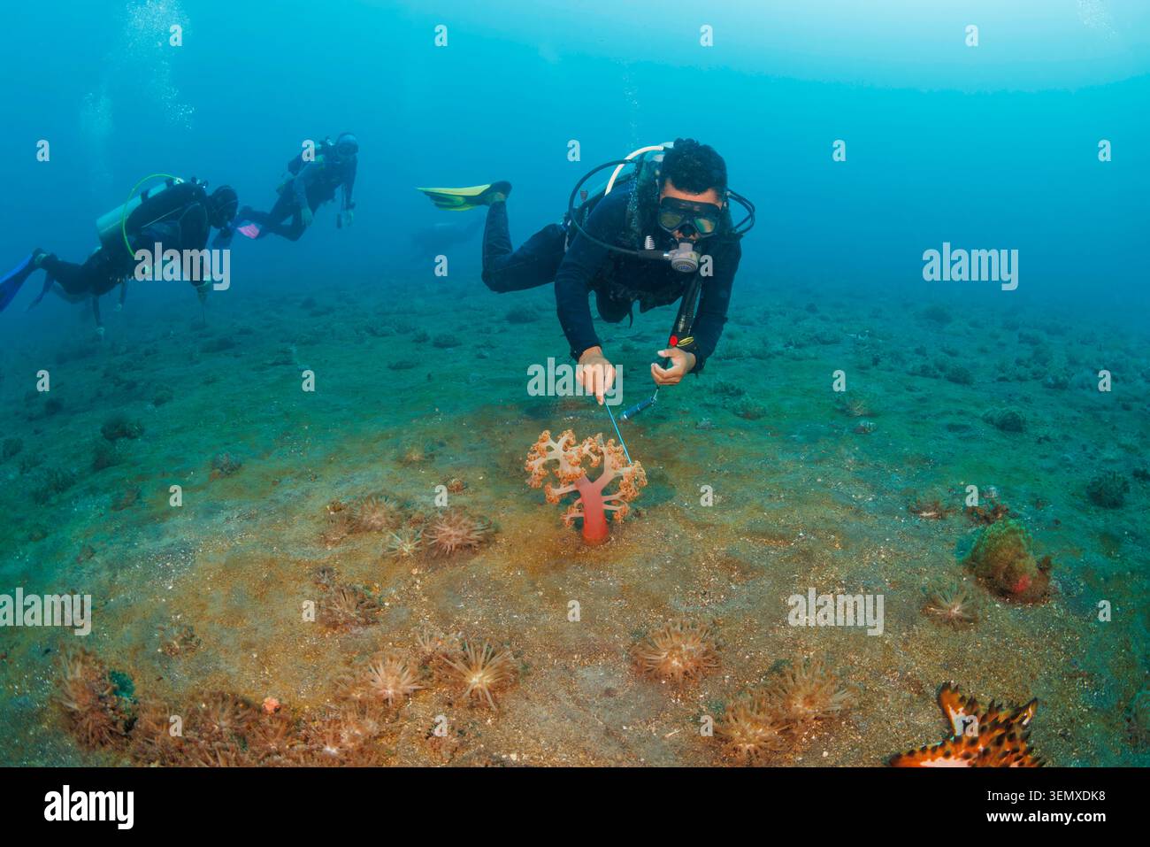 Una guida subacquea indonesiana esamina attentamente i coralli morbidi alcyonari, Dendronephthya sp., alla ricerca di piccole creature marine nascoste tra i coralli pol Foto Stock