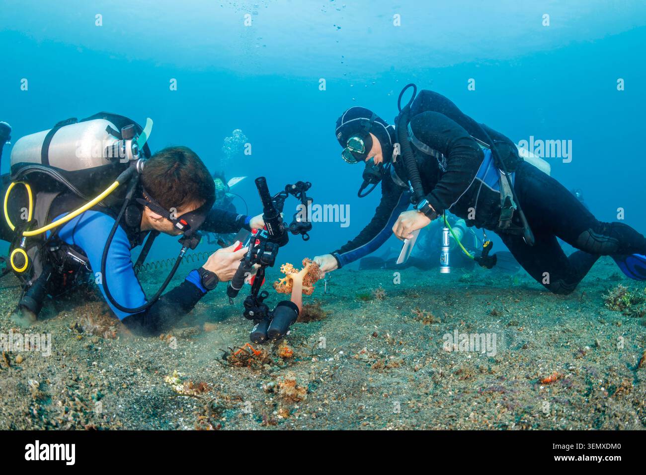Una guida subacquea indonesiana esamina attentamente i coralli morbidi alcyonari, Dendronephthya sp., per individuare piccole creature marine nascoste tra i polipi corallini Foto Stock