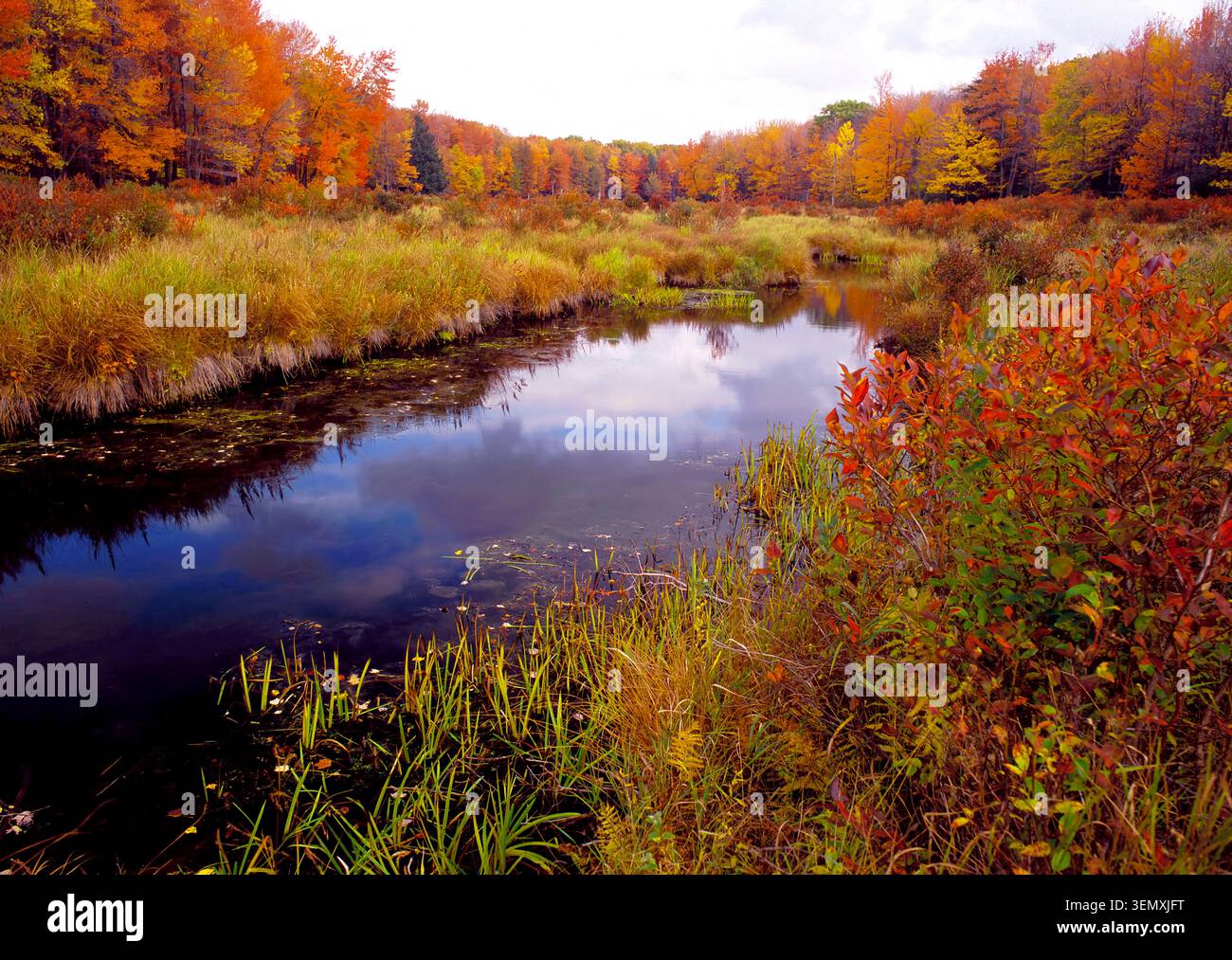 Big Inlest Creek a Promised Land State Parek, Pennsylvania Foto Stock