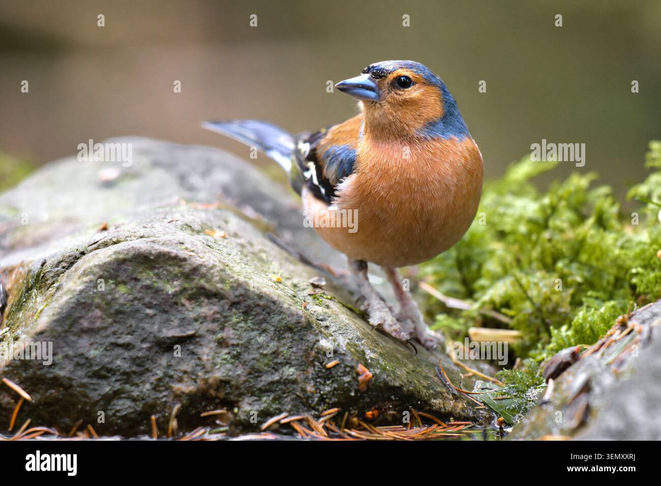 Chaffinch maschio, Fringilla coelebs, posatoi su una roccia. Le sue gambe mostrano segni di malattia delle gambe squamose noto anche come piede nappina Foto Stock