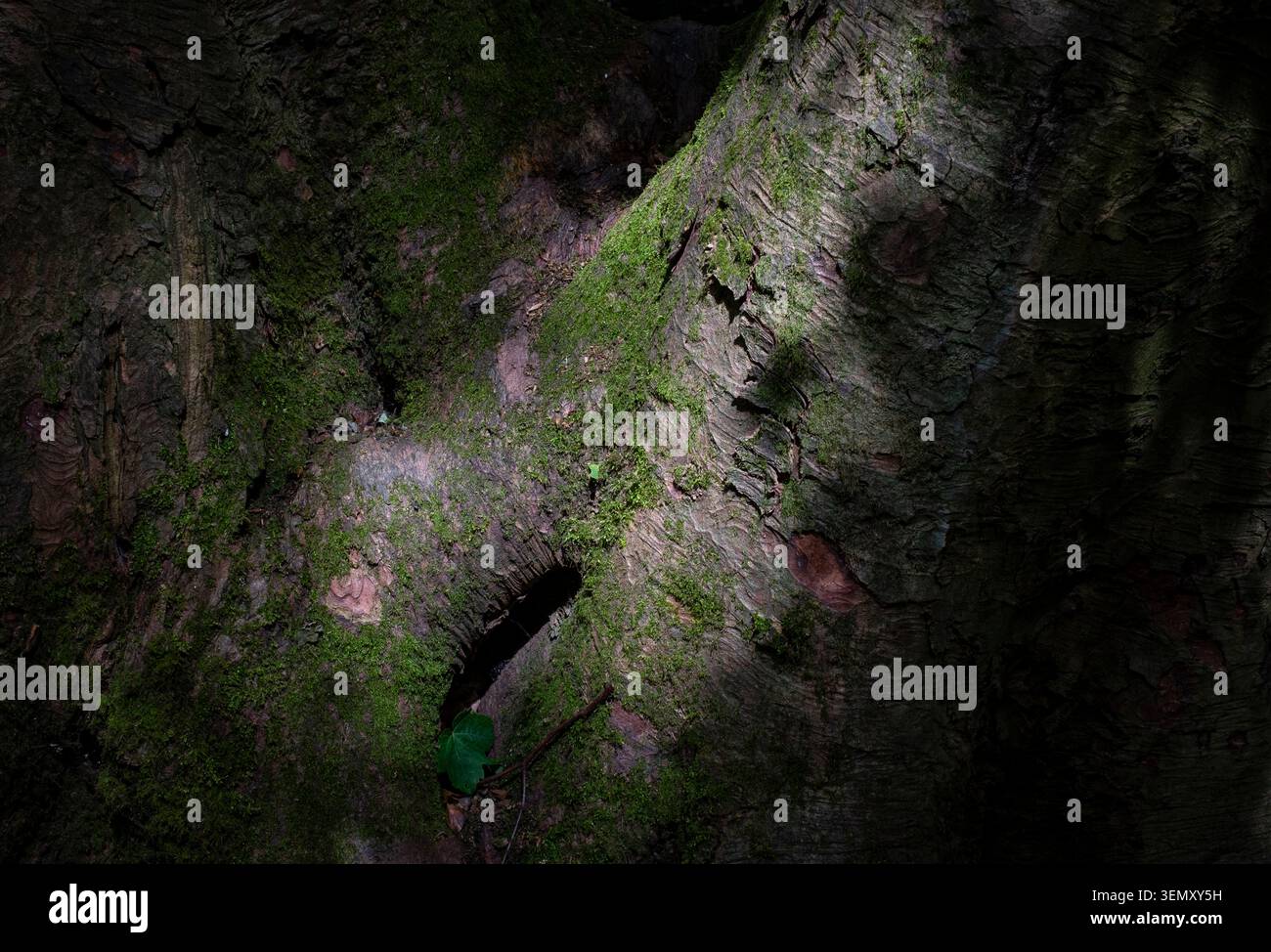 Il sole primaverile attraversa il bosco scuro creando motivi su tronchi di alberi ricoperti di muschio, Worcestershire, Inghilterra Foto Stock
