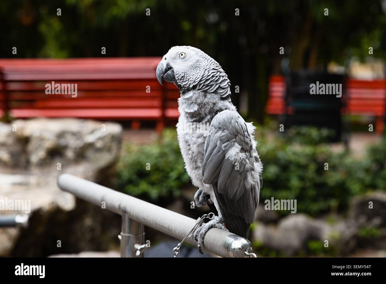 Un pappagallo grigio psittacus erithacus seduto su corrimano metallico nel parco pubblico con panchine rosse sfocate sullo sfondo a Macao in Cina Foto Stock