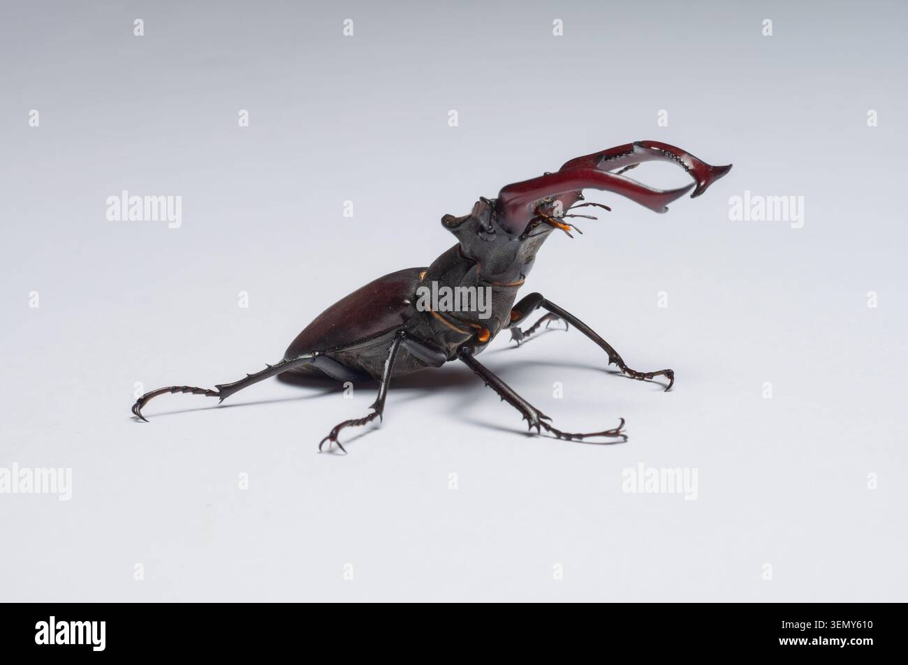 Un dettaglio ravvicinato di uno scarabeo da cervo maschile che mostra le sue mandibole prominenti e le gambe segmentate contro una superficie neutra Foto Stock