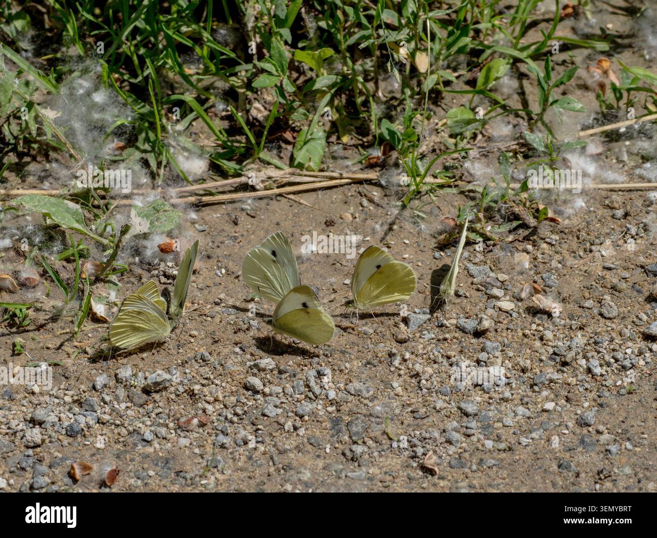 Piccole farfalle bianche Pieris rapae che si abbeverano a terra Foto Stock