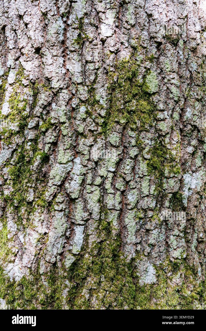 Dettaglio ravvicinato della corteccia di un albero di quercia nel Sussex, Regno Unito Foto Stock