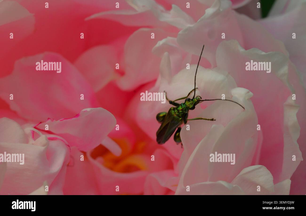 Primo piano di uno scarabeo femminile dalle gambe spesse che esce da una colorata testa di fiori di peonia, con petali di stami rosa, bianco e giallo. Foto Stock