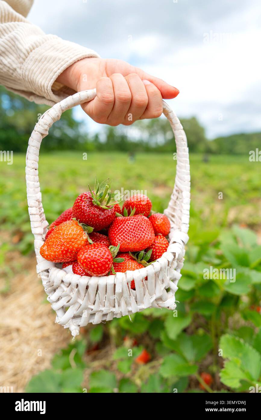 Primo piano verticale della mano di un bambino che tiene saldamente in mano un piccolo cestello di vimini bianco pieno di fragole rosse mature. Lo sfondo mostra un verde sfocato Foto Stock