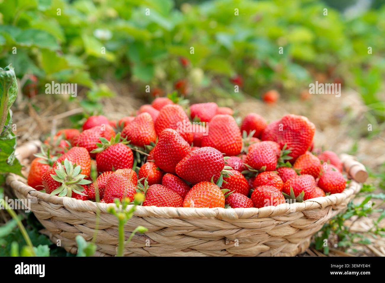 Colpo medio lungo di un cestello rustico in tessuto traboccante di fragole rosse fresche. Il contenitore si appoggia su paglia secca con una fragola verde lussureggiante Foto Stock