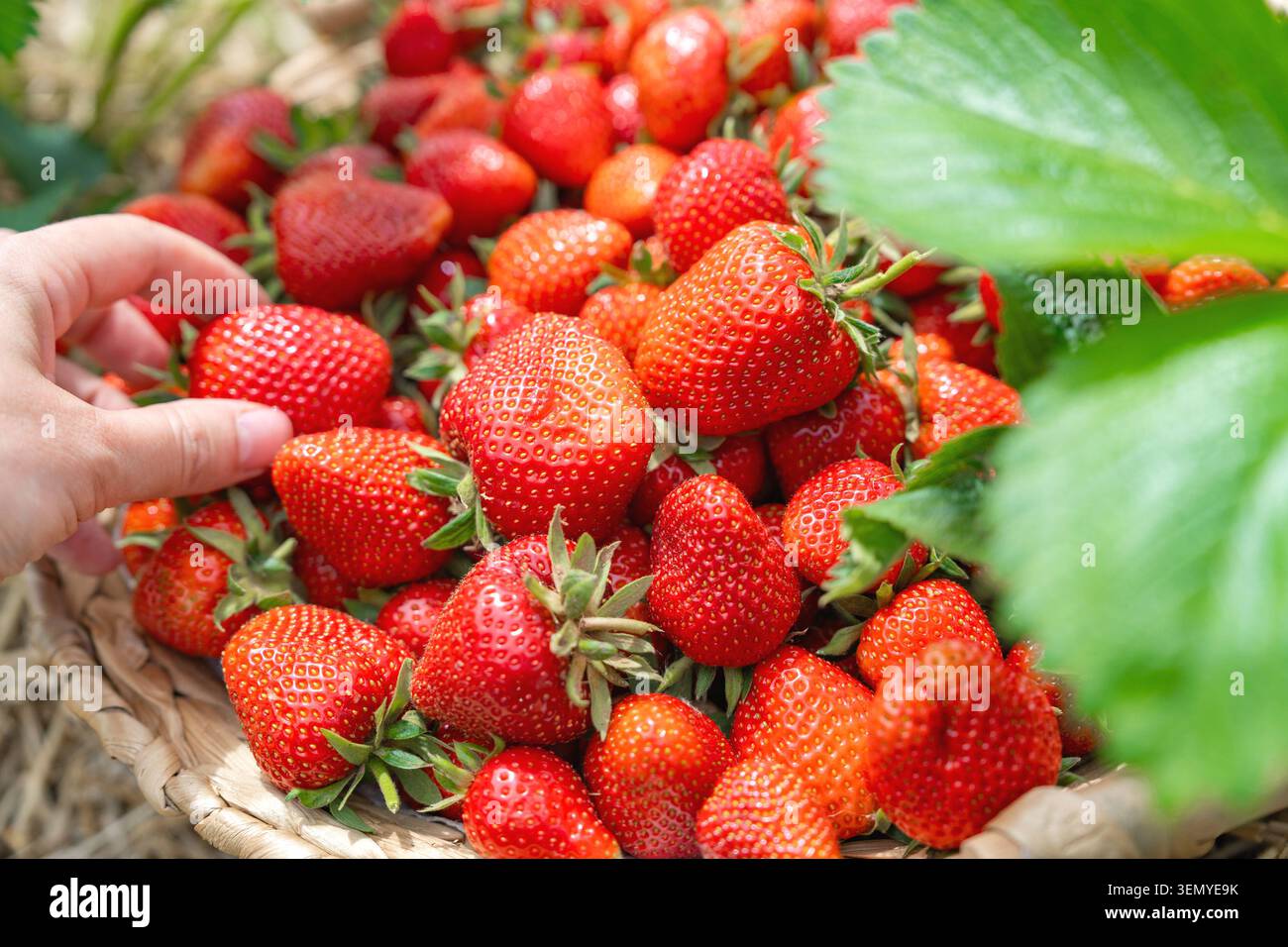 Primo piano di una mano di donna che mostra una grande fragola rossa matura perfetta tenuta tra le dita. Sullo sfondo, un enorme mucchio di freschezza Foto Stock