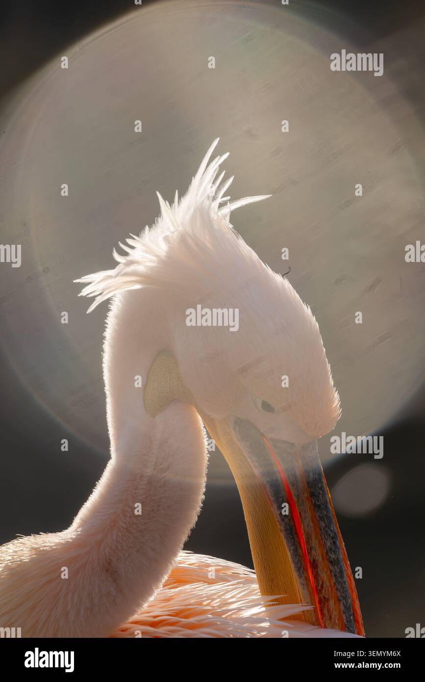 Grande pellicano bianco in cattività (Pelecanus onocrotalus) un primo piano estremo di testa e becco che mostra dettagli di piume e pelle, Londra, Inghilterra, Regno Unito Foto Stock