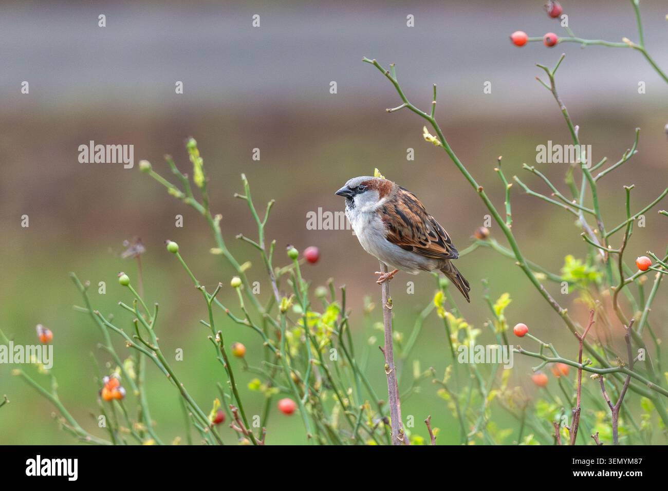 Passero di casa maschile (Passer domesticus) arroccato su gambo di rosa selvatica con fianchi di rosa rossa, Londra, Inghilterra, Regno Unito Foto Stock