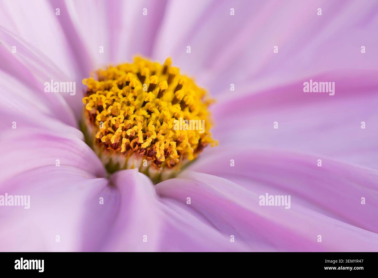 Primo piano di un bellissimo fiore rosa del Cosmos (Cosmos bipinnatus). I fiori COSMOS fanno parte della famiglia Girasole Foto Stock