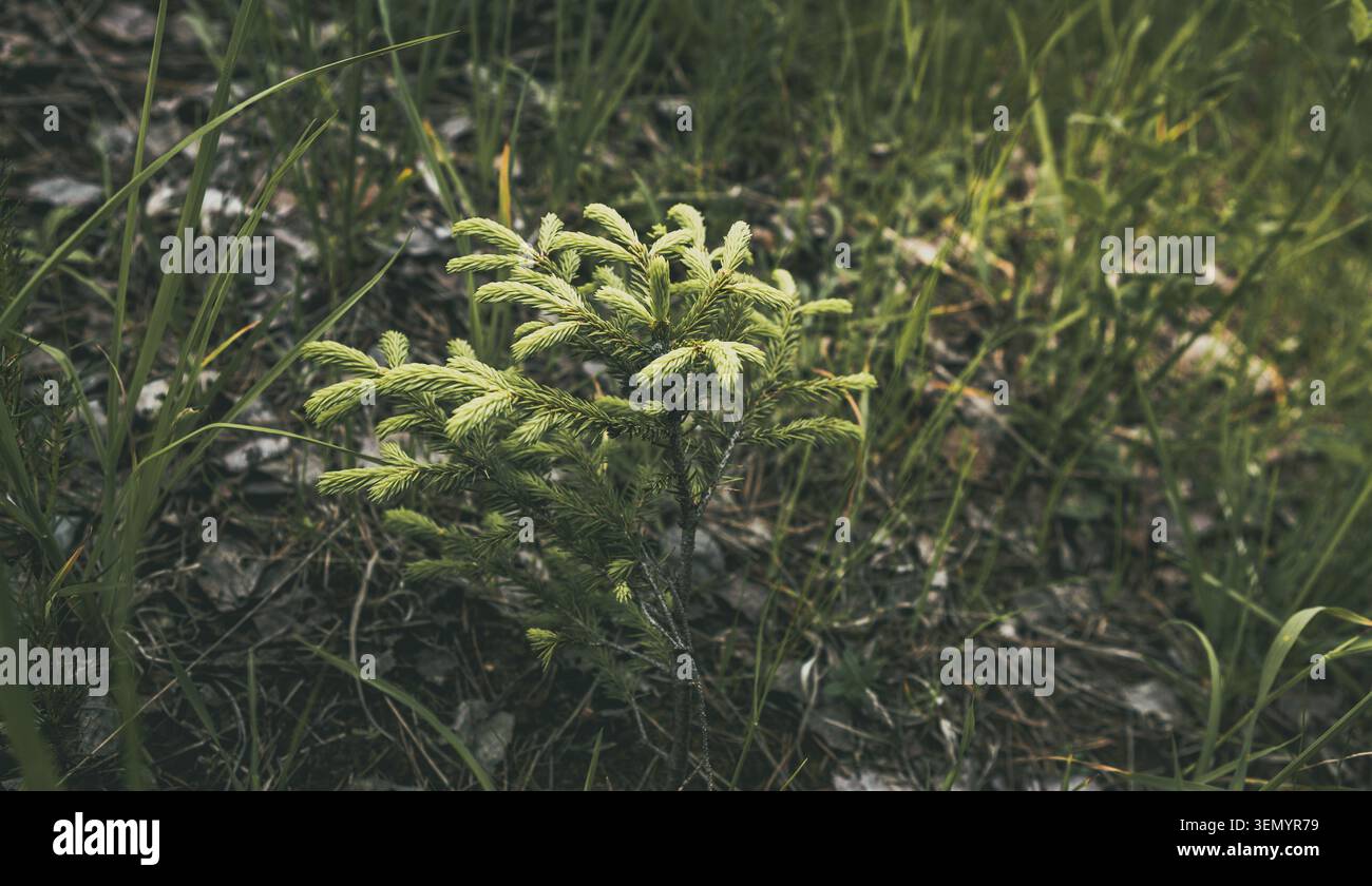 Piccole conifere sempreverdi che crescono dal terreno forestale, aghi verdi che raggiungono la luce solare, rappresentano temi di crescita, resilienza e l'inizio di un ecosistema vibrante Foto Stock