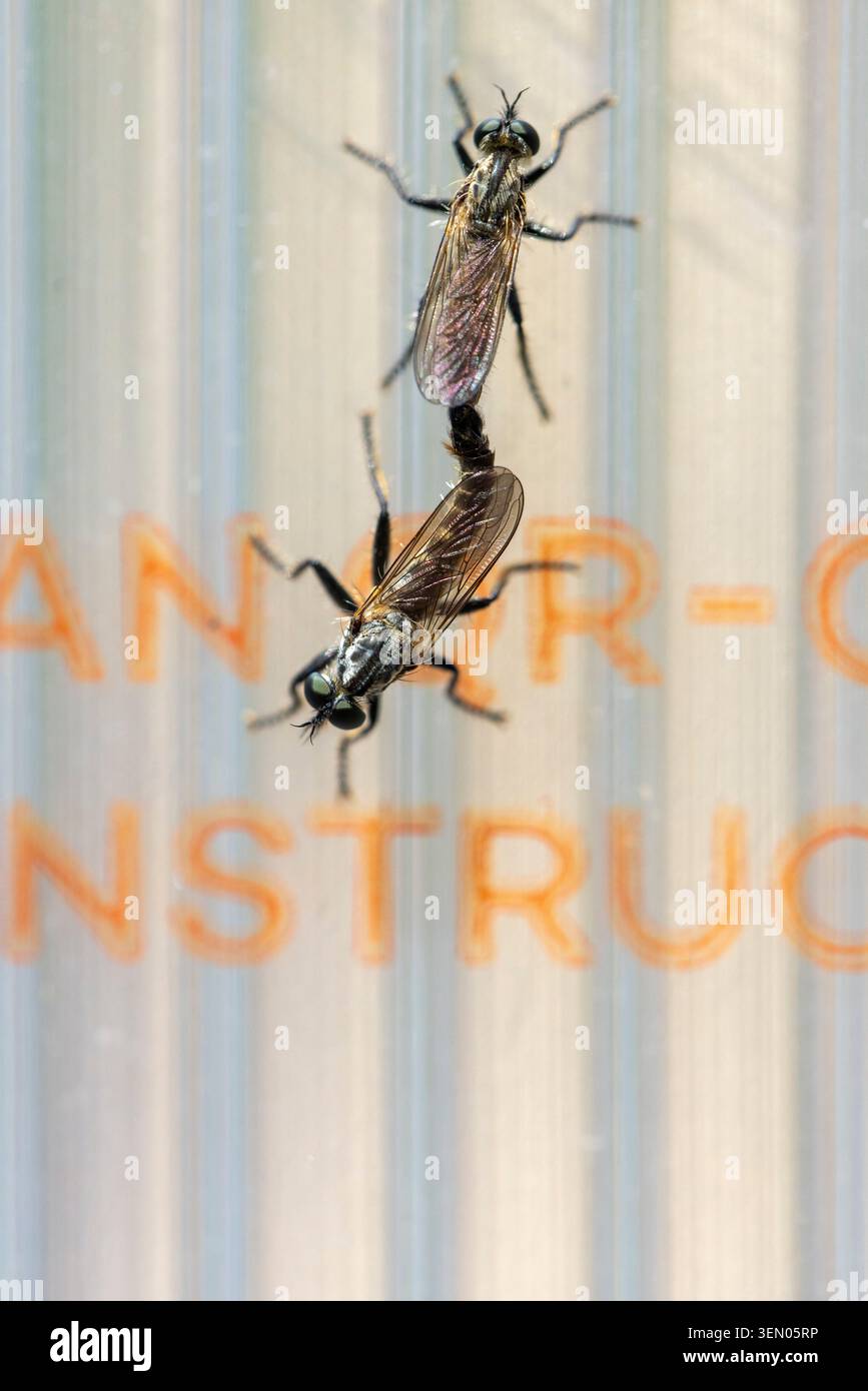 Due rapinatori volano in un abbraccio di accoppiamento su una superficie verticale traslucida, che rappresenta la riproduzione di insetti in natura Foto Stock