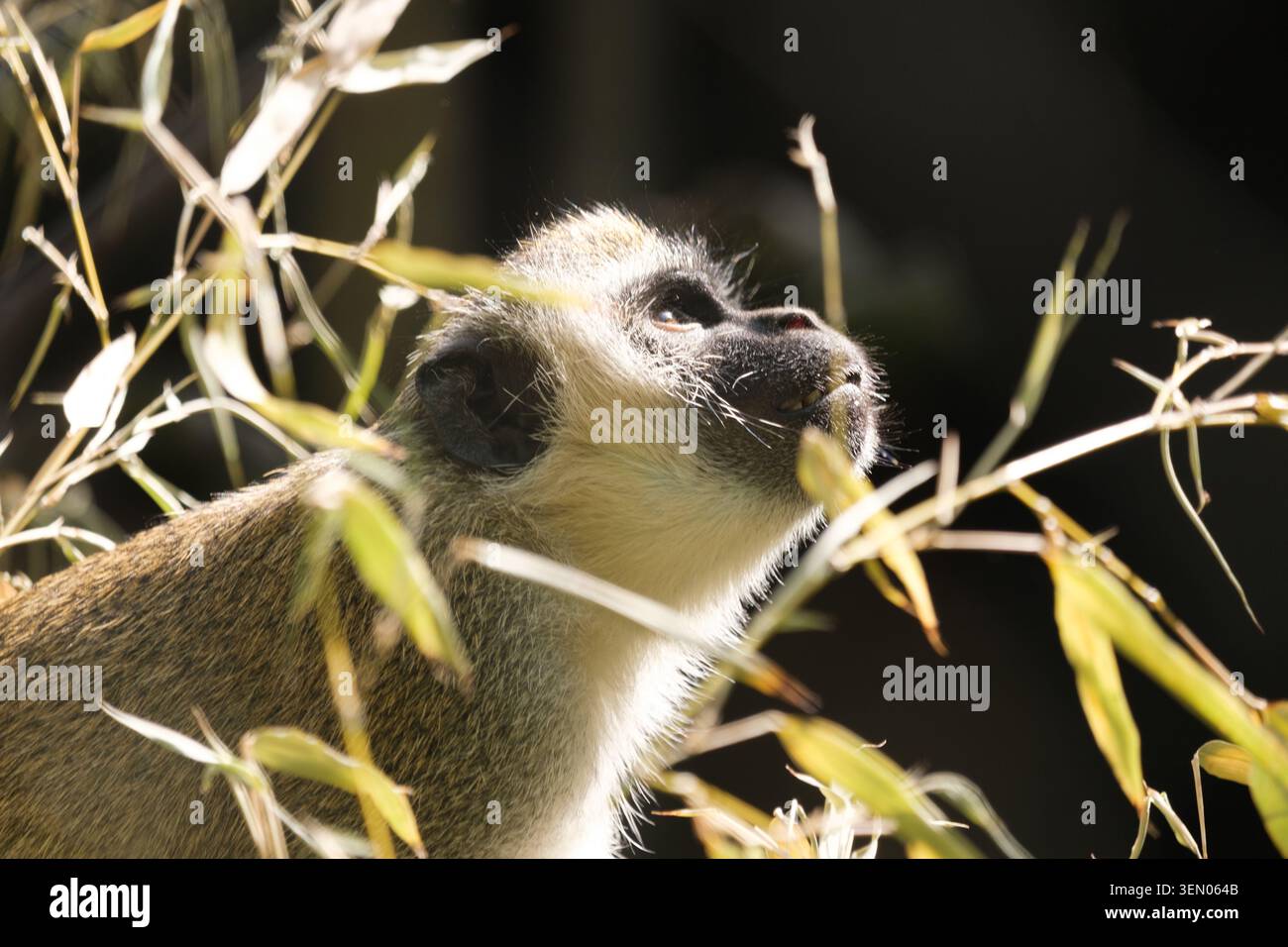 Scimmia grivet osservando con la testa inclinata verso l'alto in mezzo a uno sfondo scuro Foto Stock