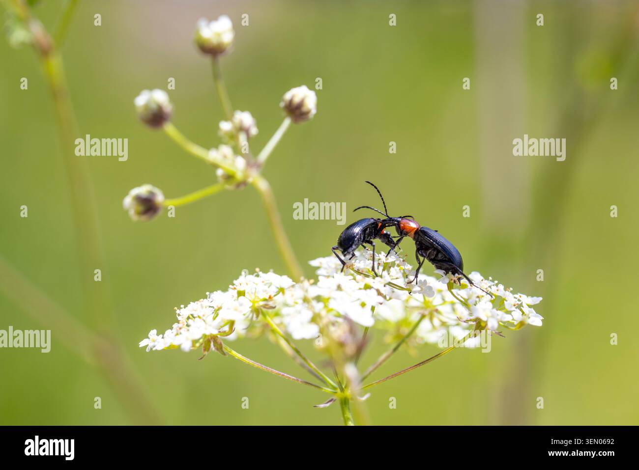 Due coleotteri si accoppiano su un fiore bianco. Concetti di natura, riproduzione, estate e vita degli insetti Foto Stock