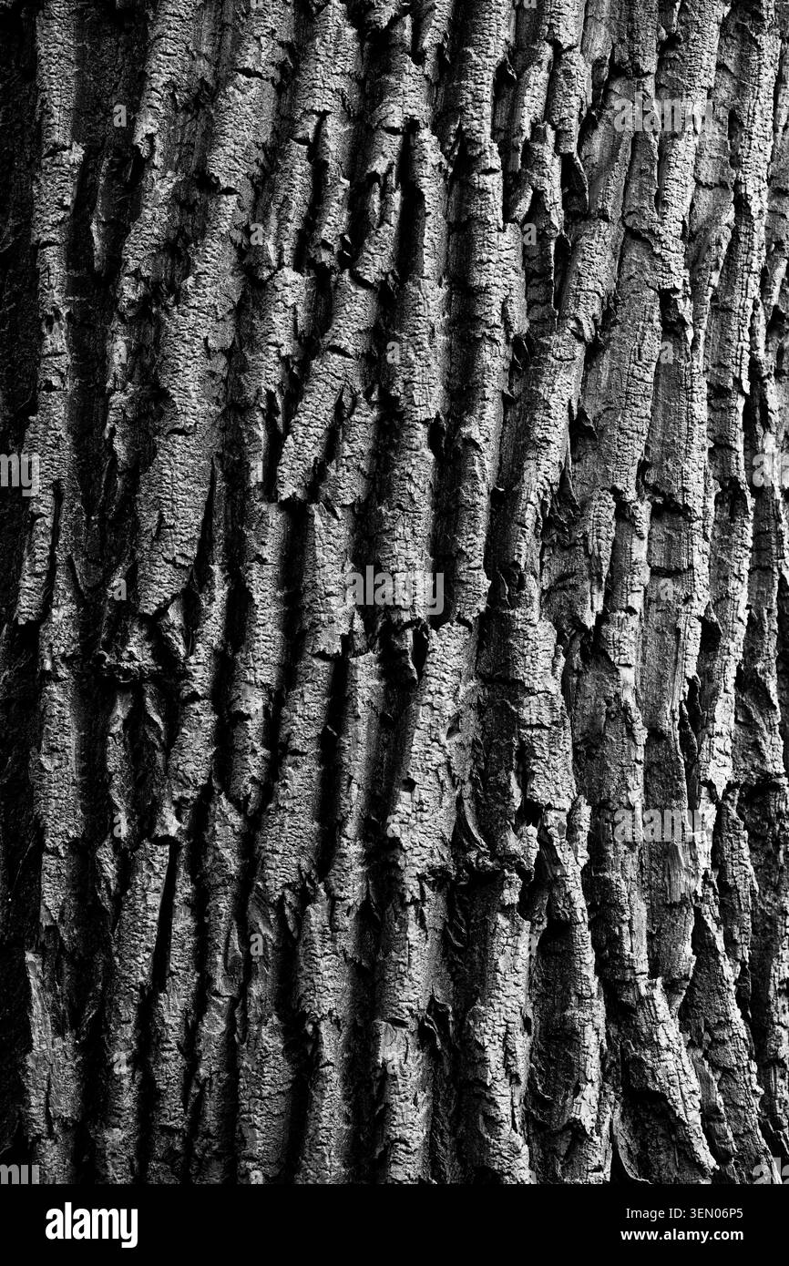 Primo piano della corteccia del tiglio (Tilia), che rivela un ricco arazzo di creste ruvide, crepe e texture in contrasto bianco e nero Foto Stock