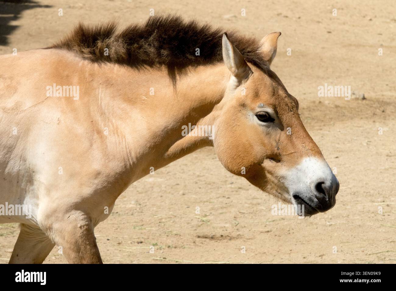 Cavallo di Przewalski, Equus ferus przewalskii, cavallo selvatico originario delle steppe dell'Asia centrale Foto Stock