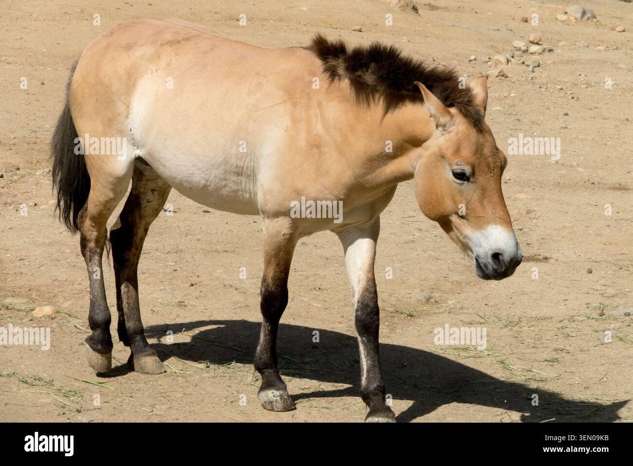 Cavallo di Przewalski Equus ferus przewalskii che cammina sulla sabbia Foto Stock