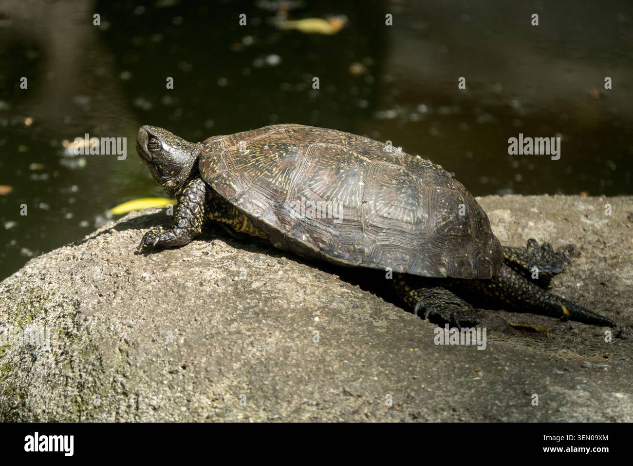 European Pond Turtle Emys orbicularis crogiolati su una pietra Foto Stock