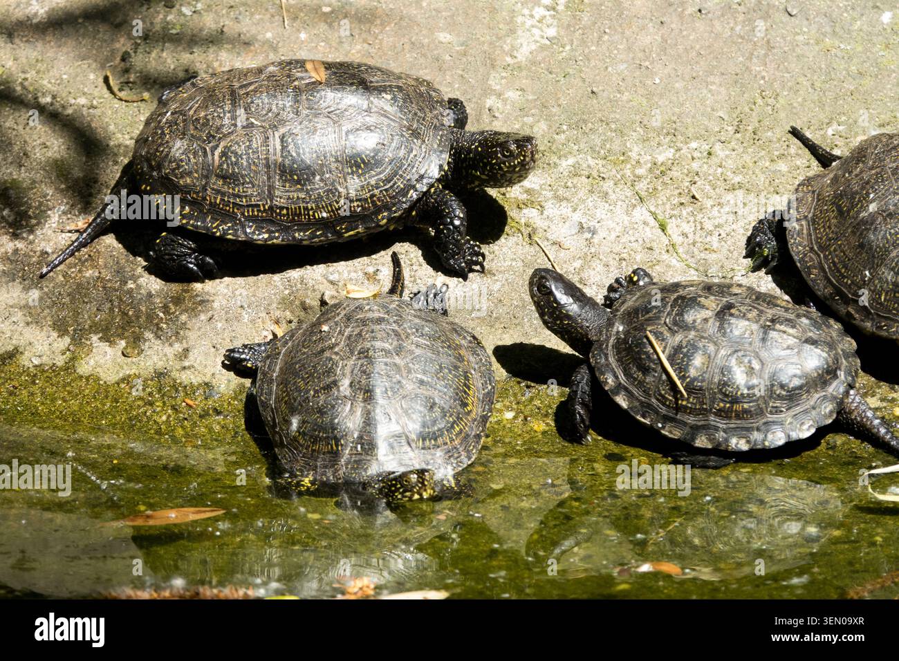 Gruppo di orbiculari europei di tartarughe stagne che si crogiolano su una riva di pietra dall'acqua Foto Stock