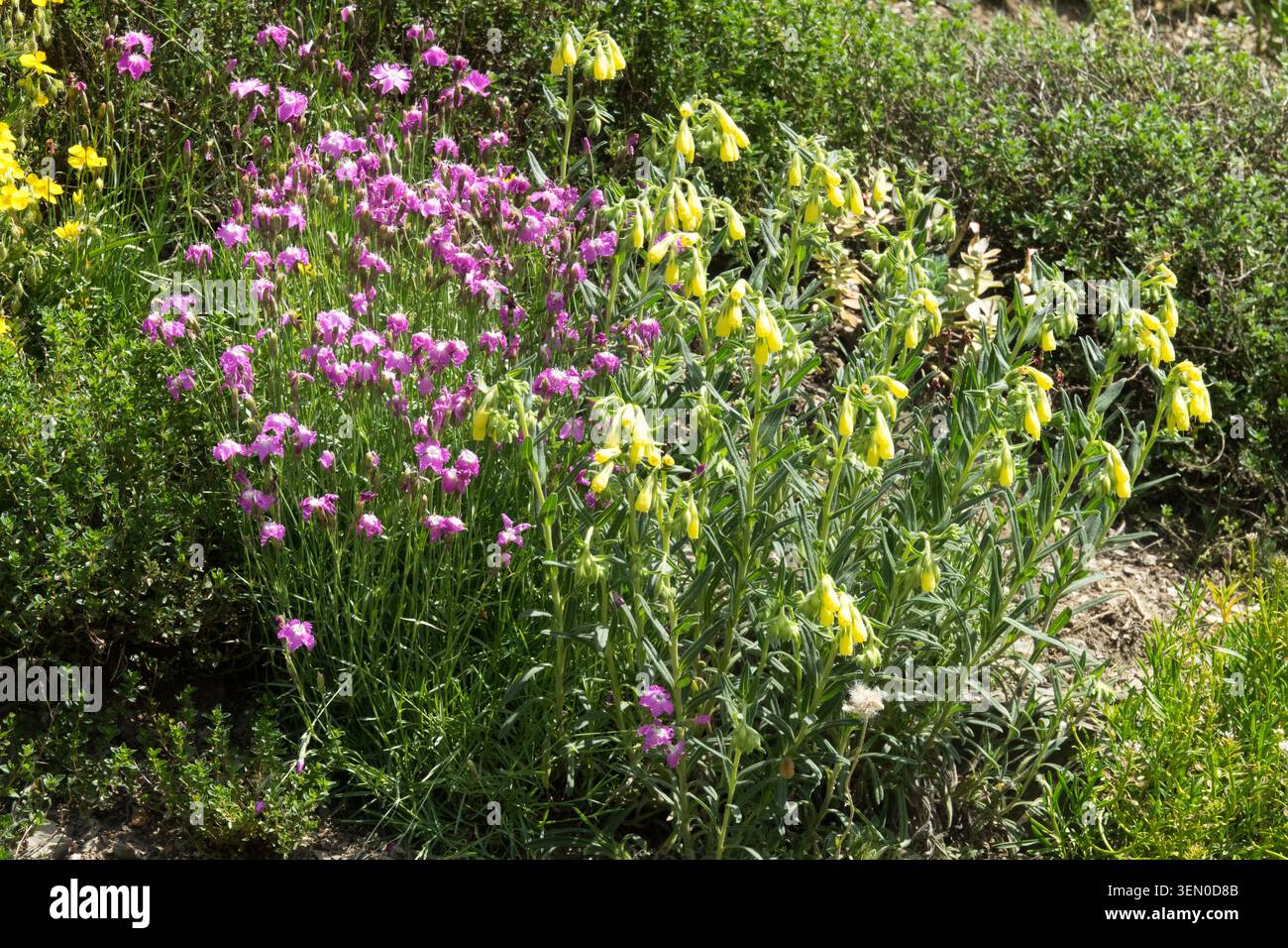 Fiori gialli di Golden Drop Onosma tornensis che crescono accanto ai fiori rosa di Sticky Catchfly Silene viscaria in un giardino estivo Foto Stock