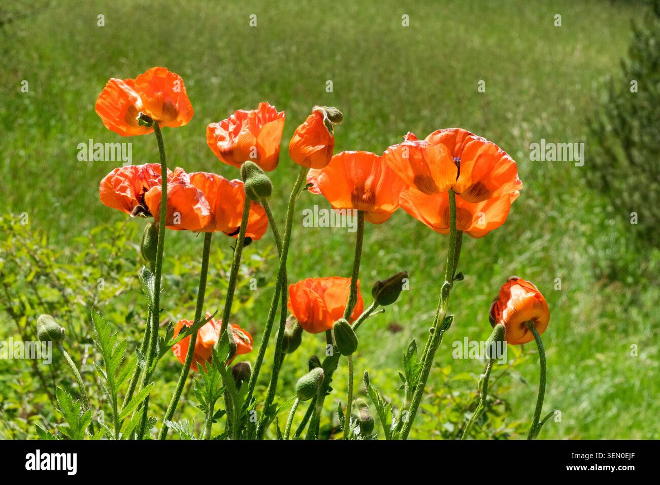 Gambi alti con grandi fiori rossi arancioni di papavero orientale che crescono su un prato verde sfocato in estate Foto Stock