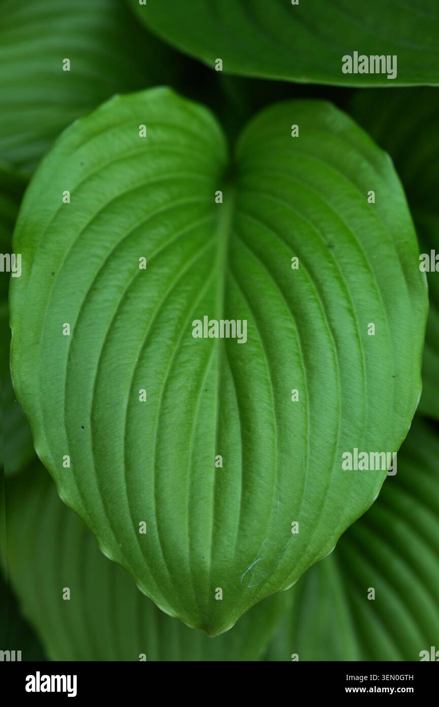 Foglia verde ruvida di Hosta con motivo a vena naturale Foto Stock
