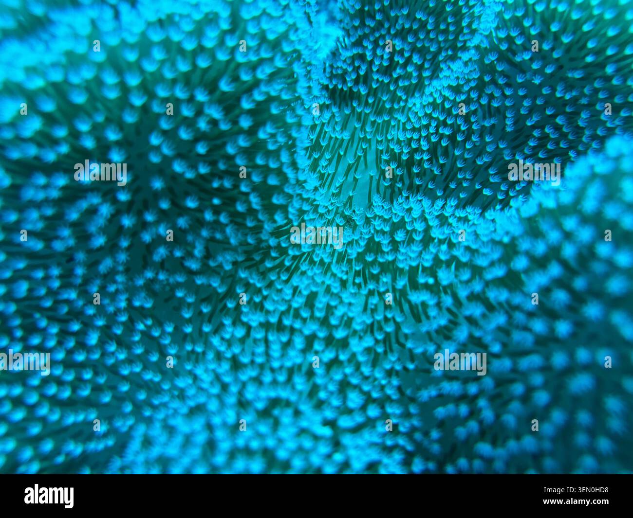 Piccoli polipi corallini turchesi riempiono l'inquadratura come una galassia vivente, formando onde di punti, creste e una trama luminosa Foto Stock