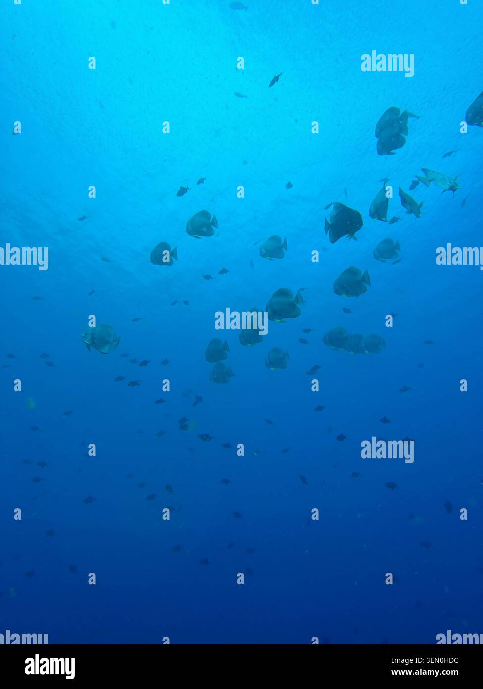 Un gruppo sciolto di pesci di barriera nuota attraverso l'acqua blu infinita, trasformando l'oceano aperto in una costellazione vivente - Immagine stock catturata con smartphone
