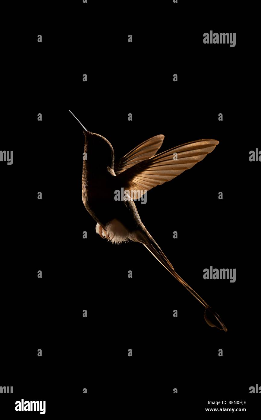 Colibrì sagomato con ali luminose e coda su sfondo scuro. Foto Stock