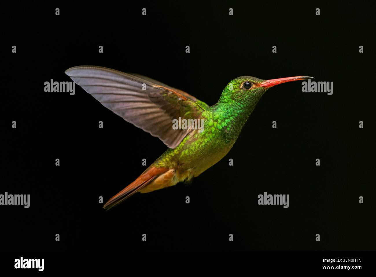 Colibrì verde vivace in volo su uno sfondo scuro con ali spalmate. Foto Stock
