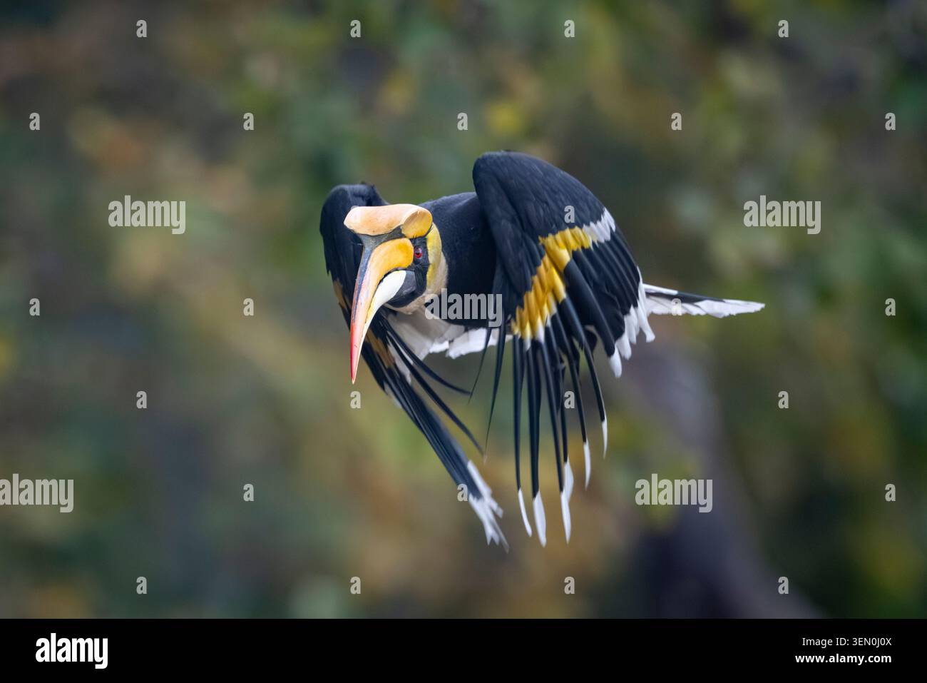 Ottimo carpino con un banchetto giallo e piume bianche e nere a metà volo. Foto Stock