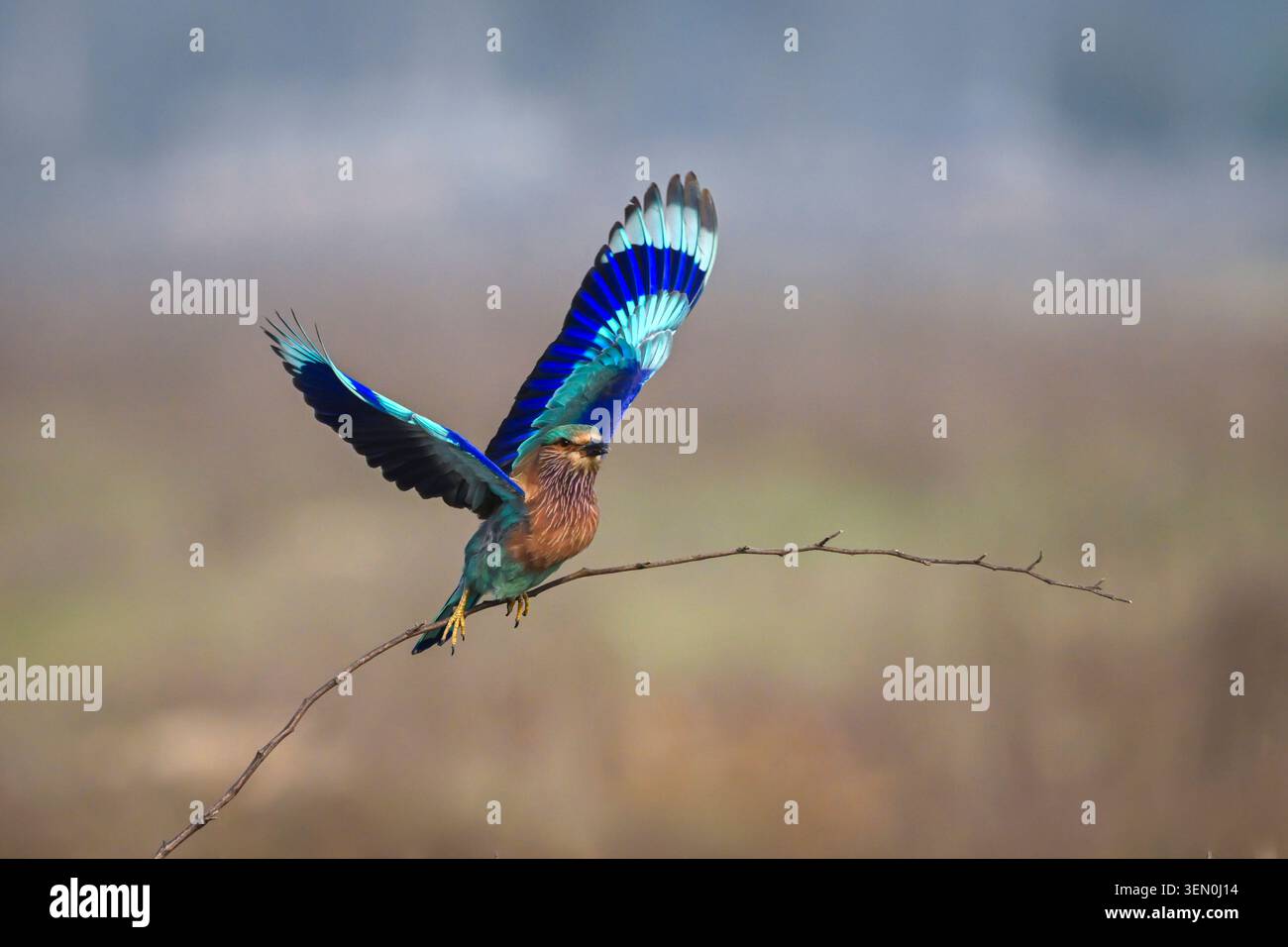 Un uccello colorato con ali blu vivaci appollaiato su un ramo sottile a metà volo. Foto Stock