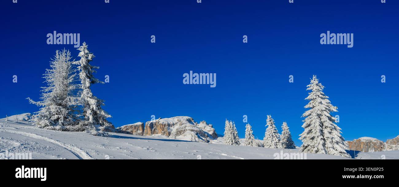 Alberi innevati su una collina incontaminata sotto un cielo azzurro limpido in inverno. Foto Stock