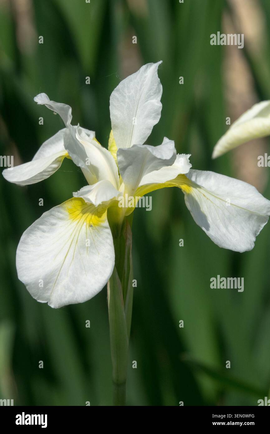 Iris sibirica "SnowCrest" fiore di Iris siberiano bianco Foto Stock