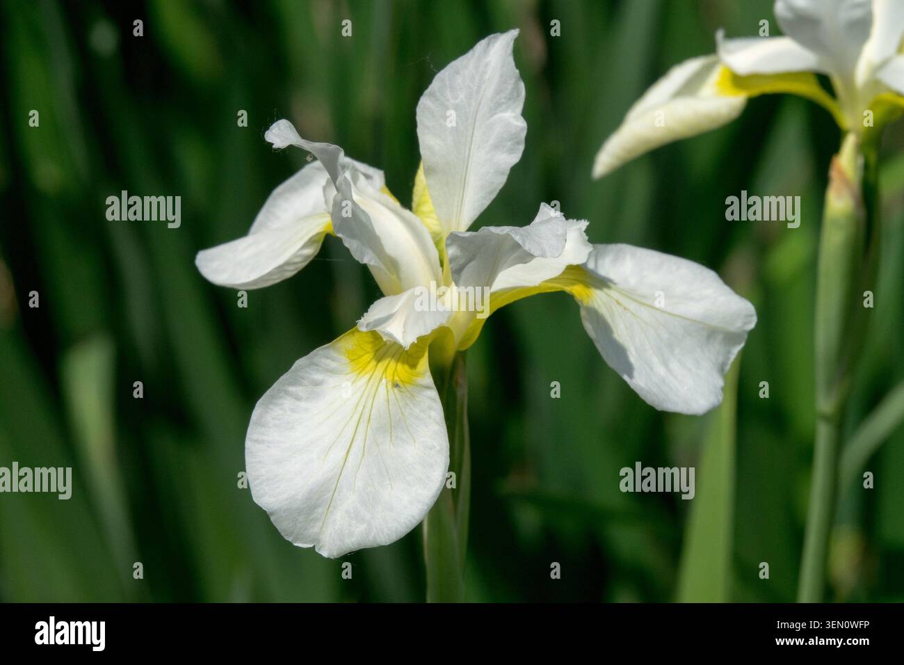 Iris siberiana, Iris sibirica "SnowCrest" Foto Stock