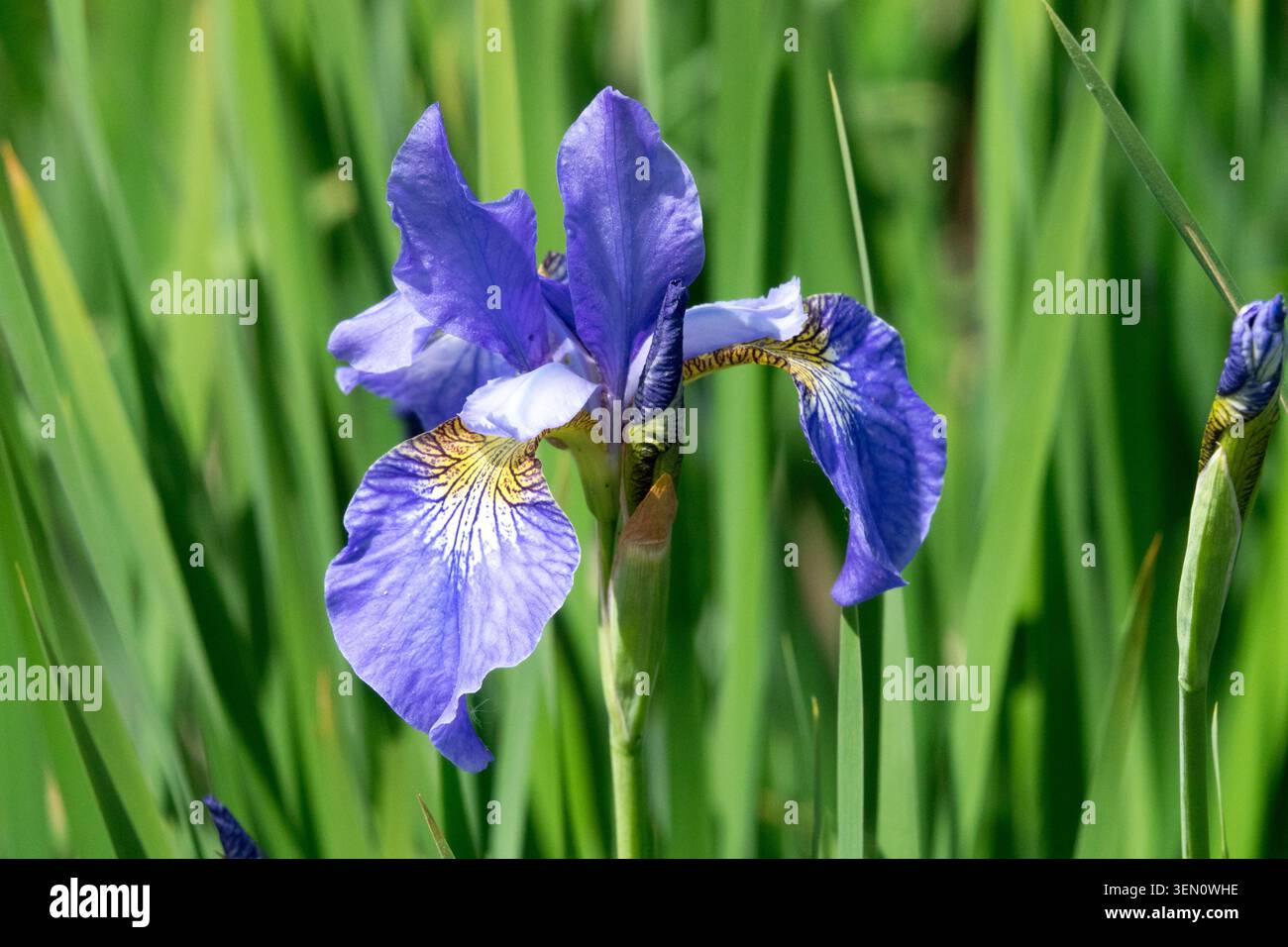 Blue Iris sibirica "My Love" Foto Stock