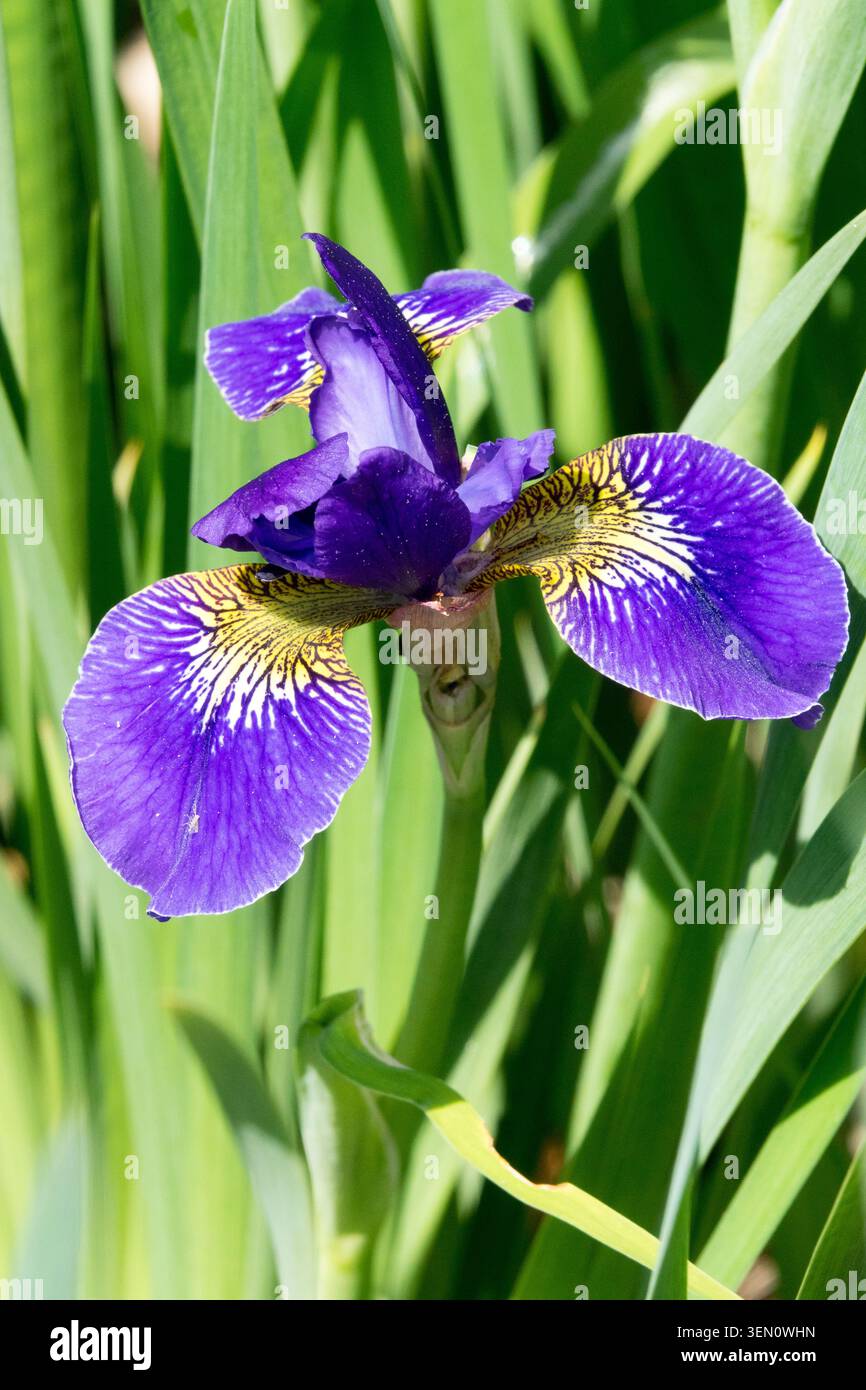 Iris sibirica fiore di Iris blu "Outset" Foto Stock