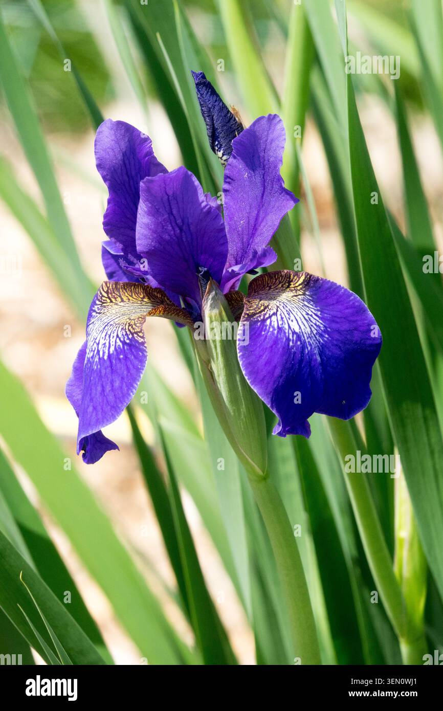 Iris sibirica "Laurenbuhl" fiore di Iris blu Foto Stock