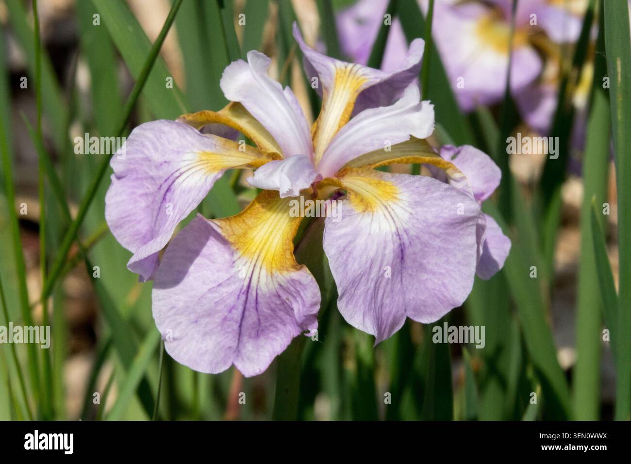 Iris sibirica 'Rikugi Sakura' color lavanda chiaro di fiore Foto Stock