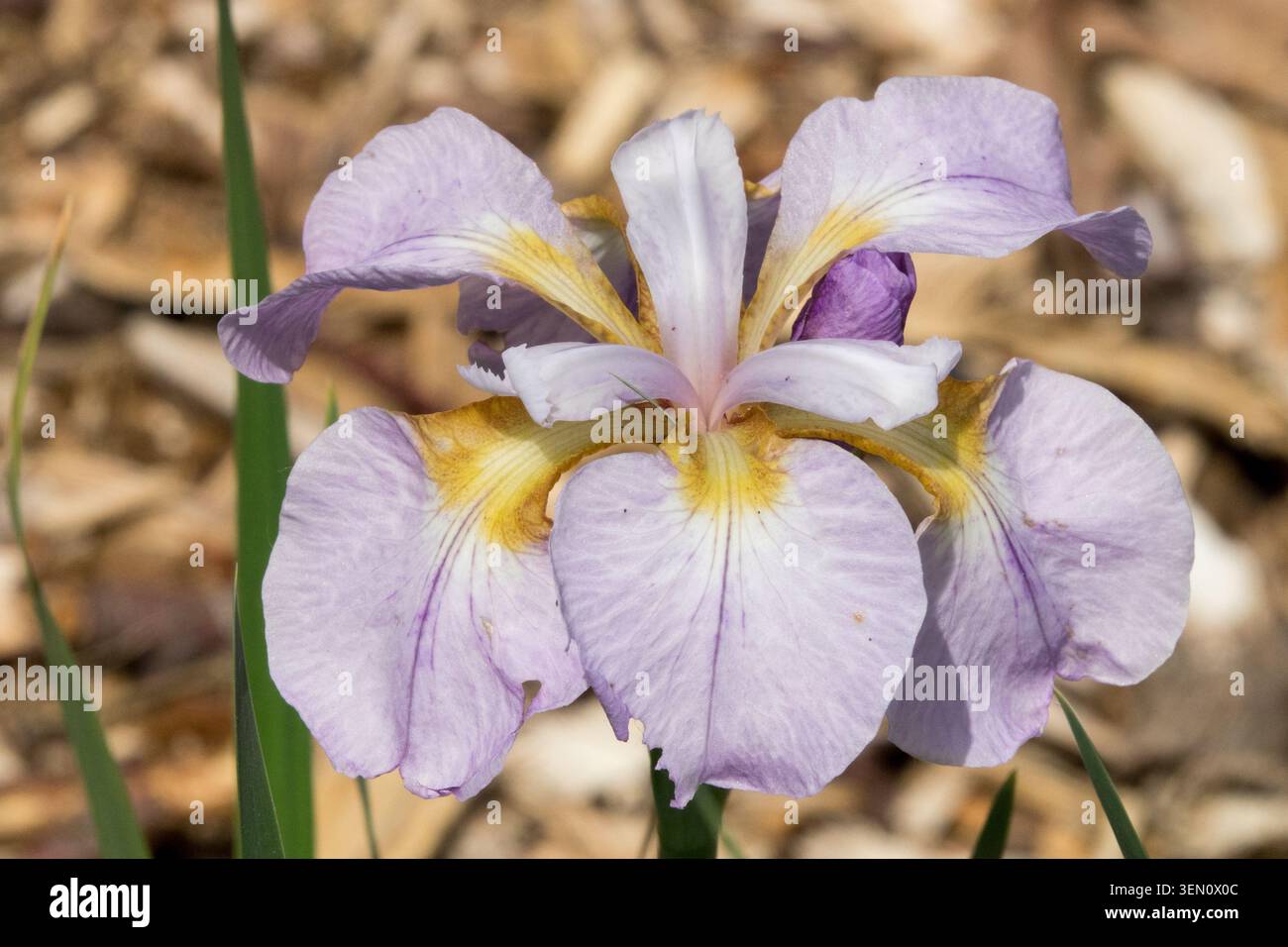 Iris sibirica 'Rikugi Sakura' color lavanda chiaro di fiore Foto Stock