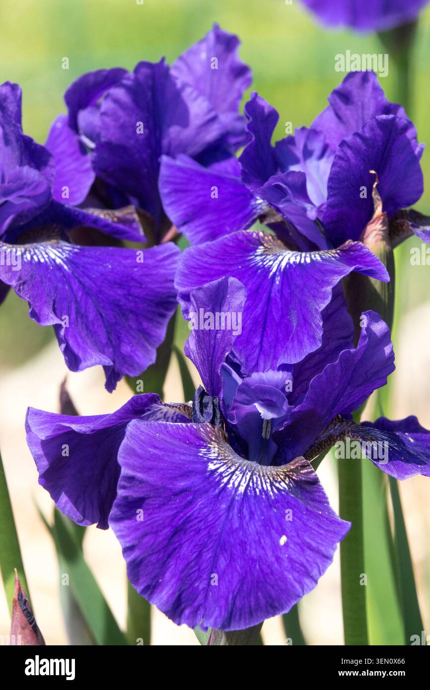 Iris sibirica Prussian Blue Foto Stock