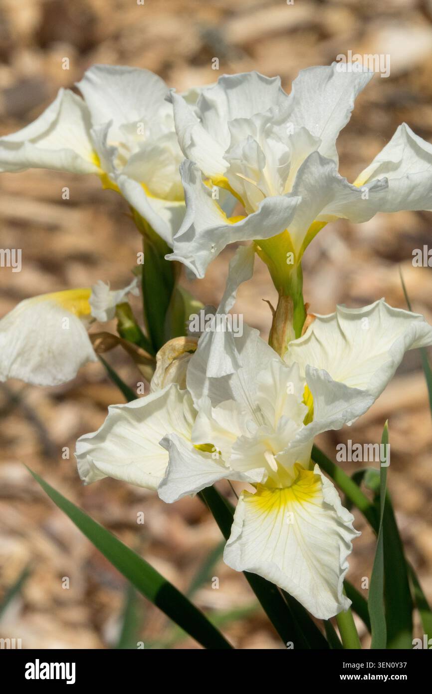 Iris sibirica "First Frost" fiore di Iris bianco Foto Stock