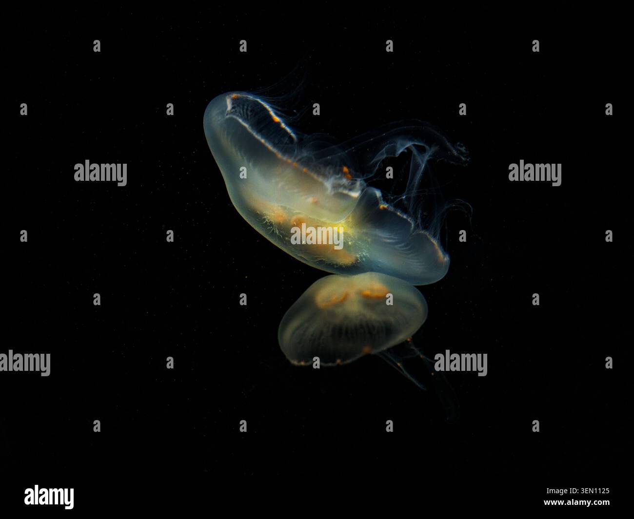 Due meduse Translucent Moon Jellyfish che nuotano con grazia su uno sfondo Stark Black Foto Stock