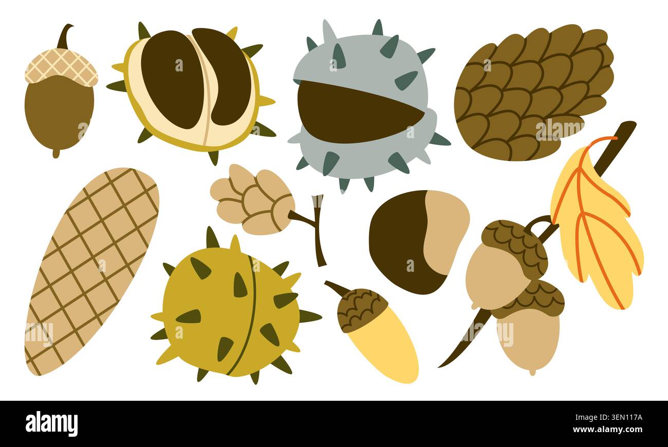 Set vettoriale per semi di foresta autunnale Collezione di castagne di ghianda e cono di pino geometrico piatto Illustrazione Vettoriale
